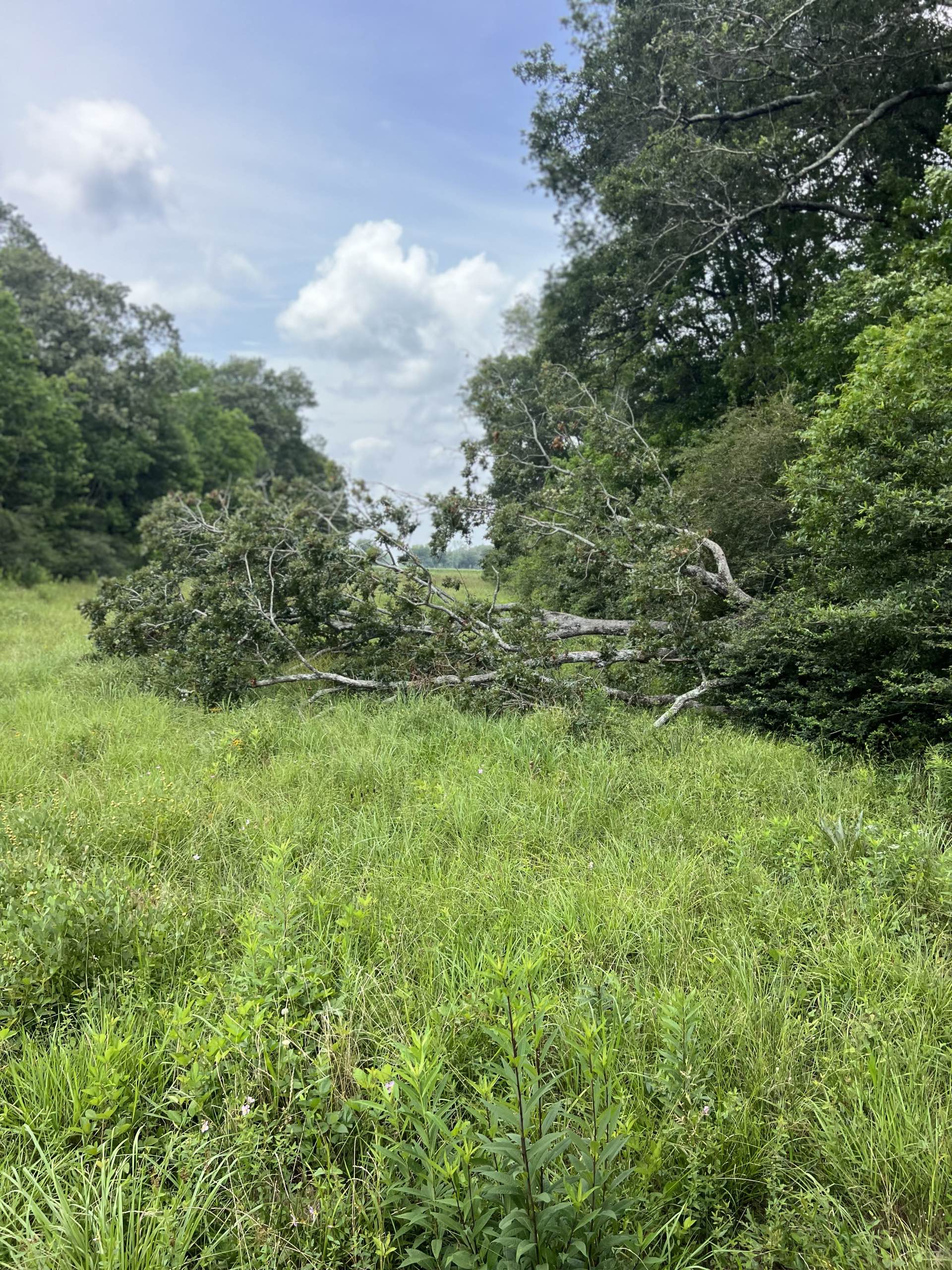 Bush hogging by CX3 — photo 11