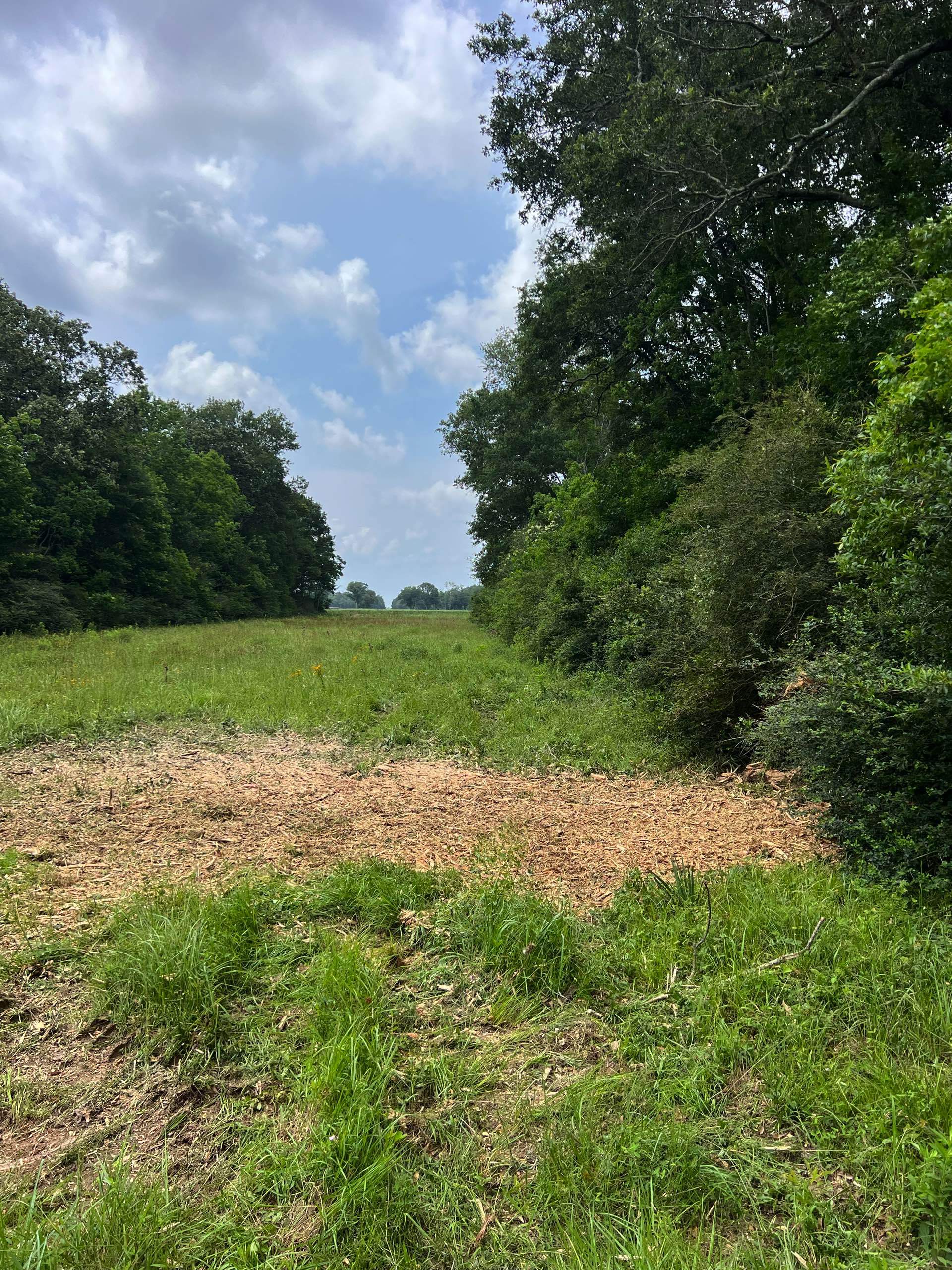 Bush hogging by CX3 — photo 12