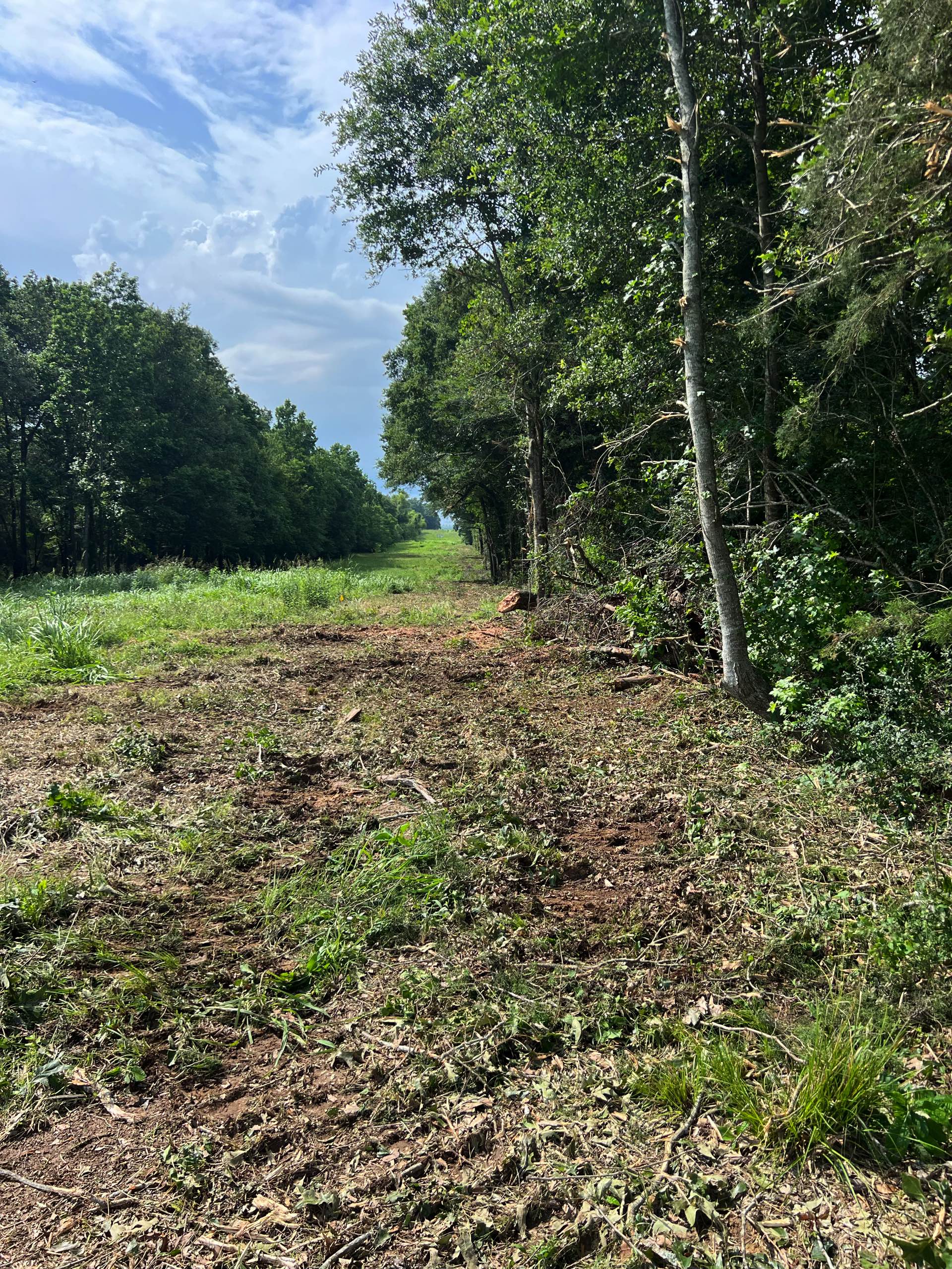 Bush hogging by CX3 — photo 14