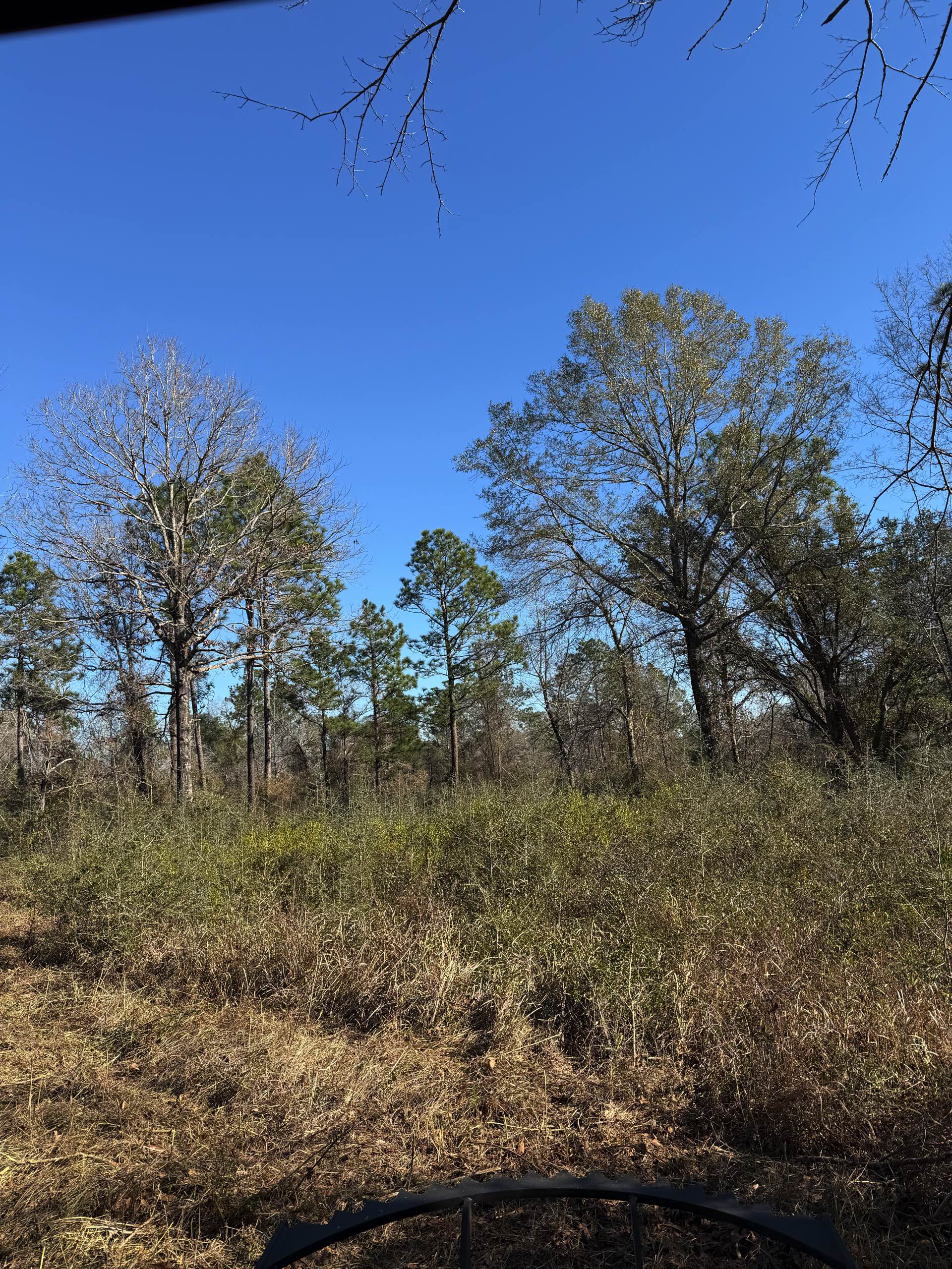 Bush hogging by CX3 — photo 16