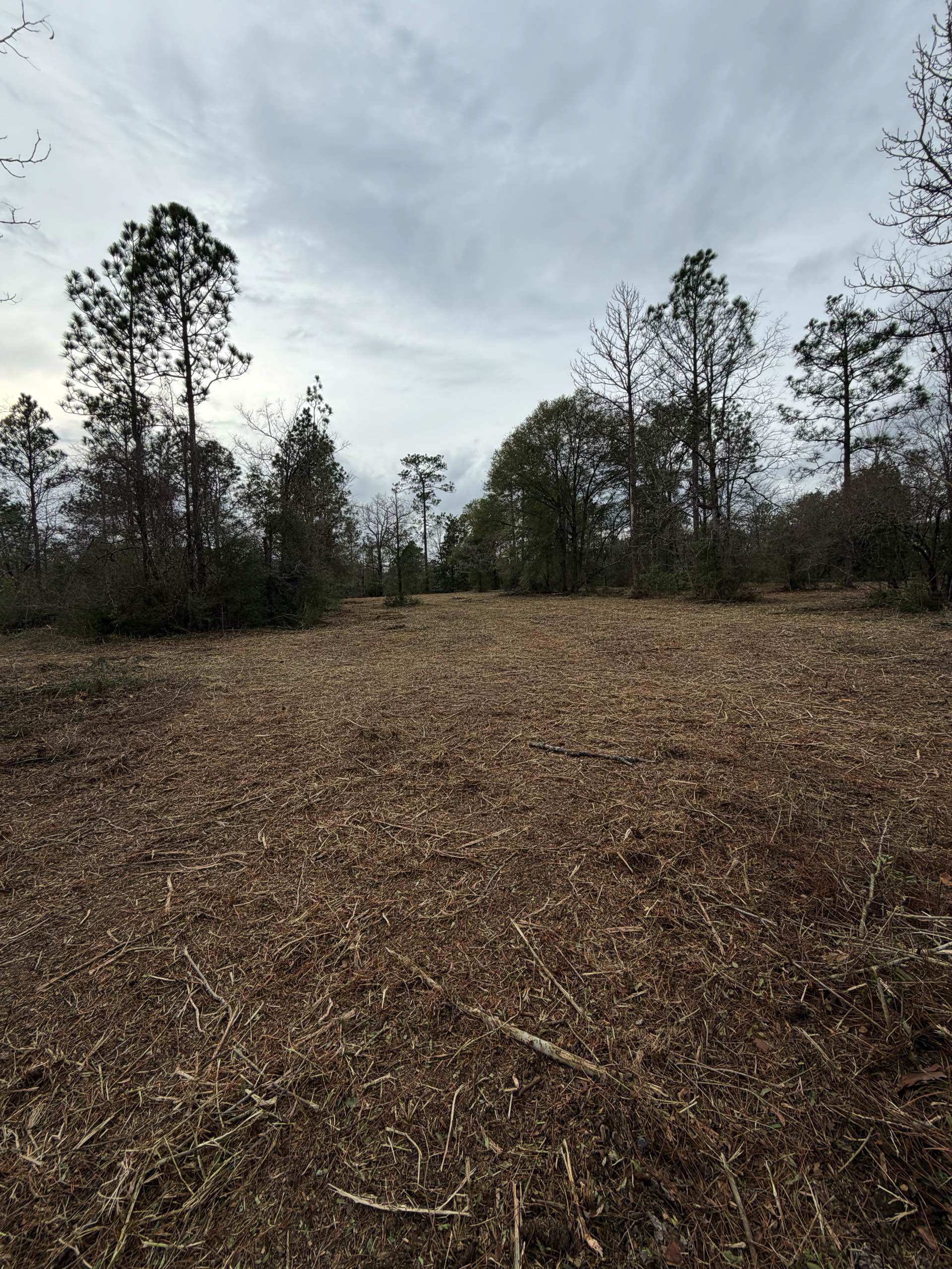 Bush hogging by CX3 — photo 19