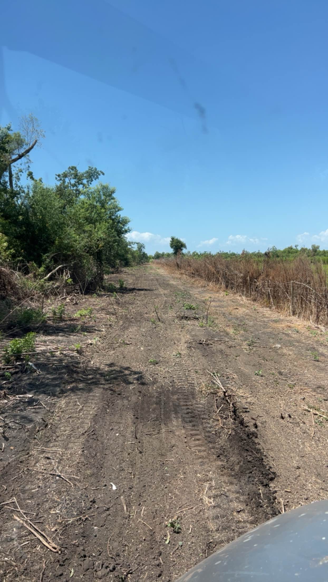 Bush hogging by CX3 — photo 30