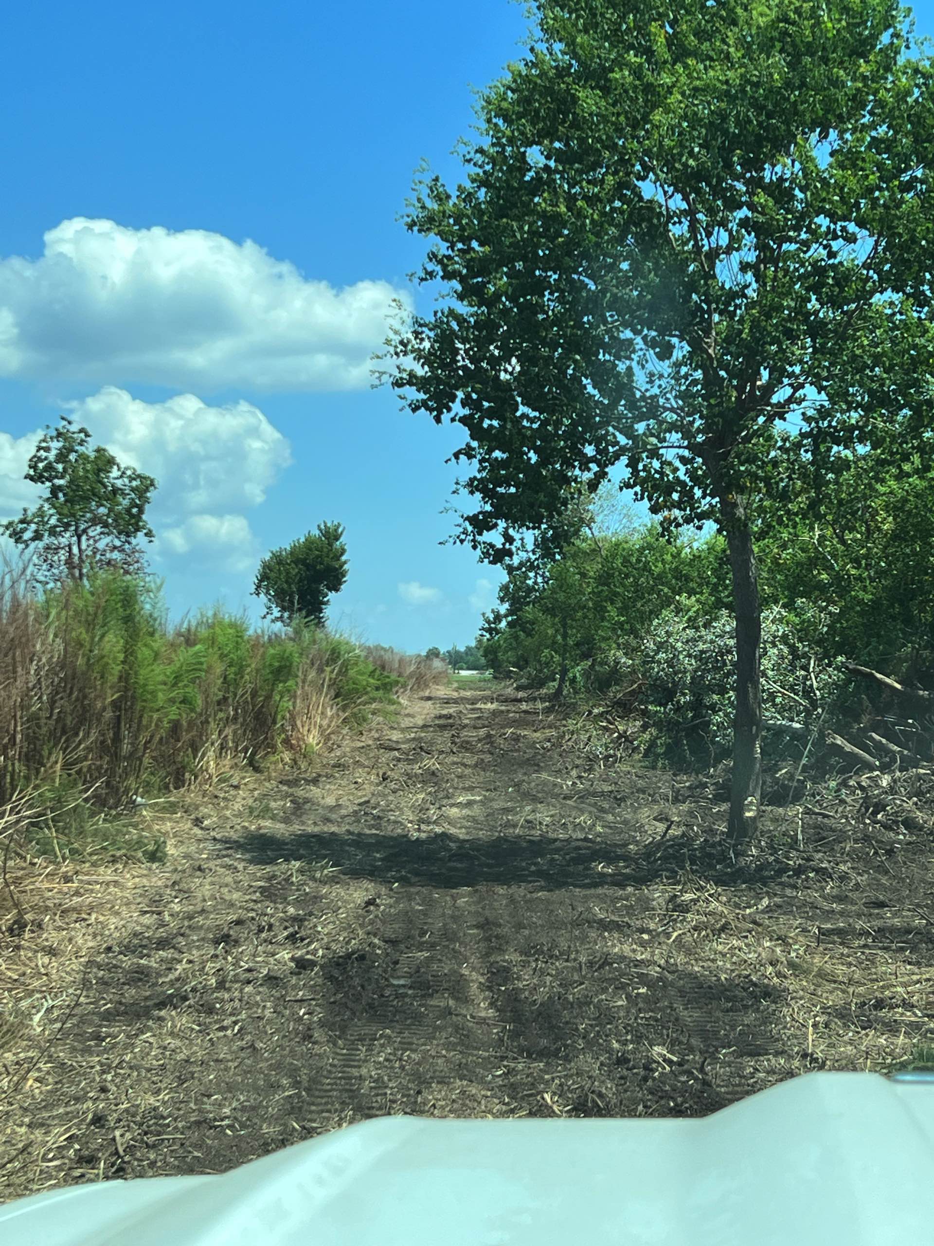 Bush hogging by CX3 — photo 33