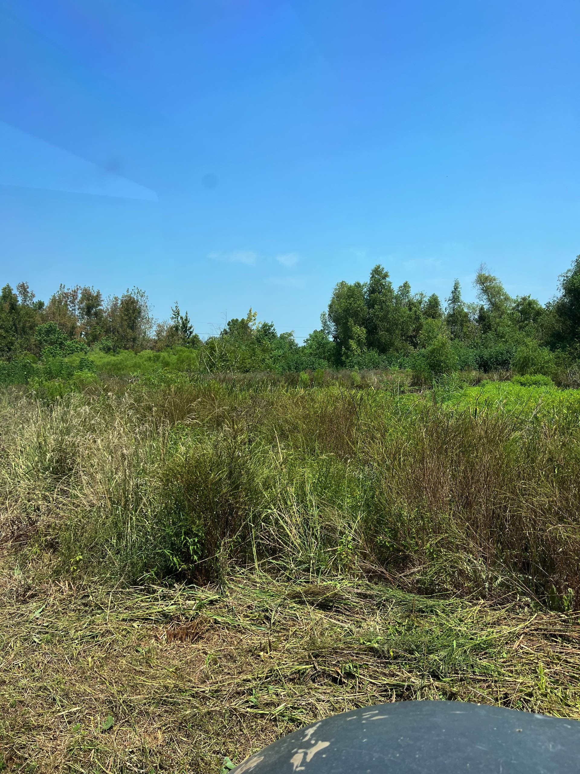 Bush hogging by CX3 — photo 34