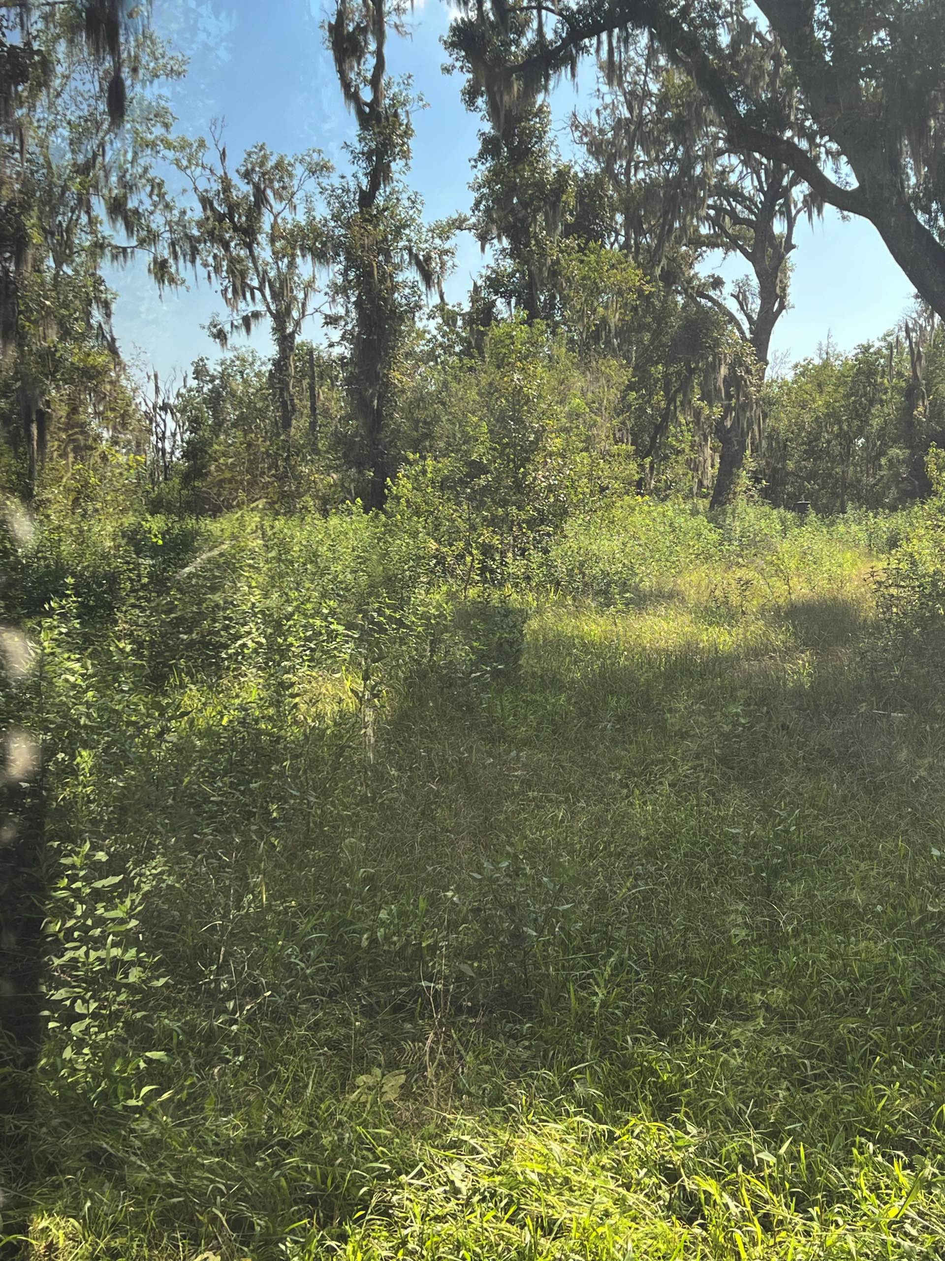 Bush hogging by CX3 — photo 36