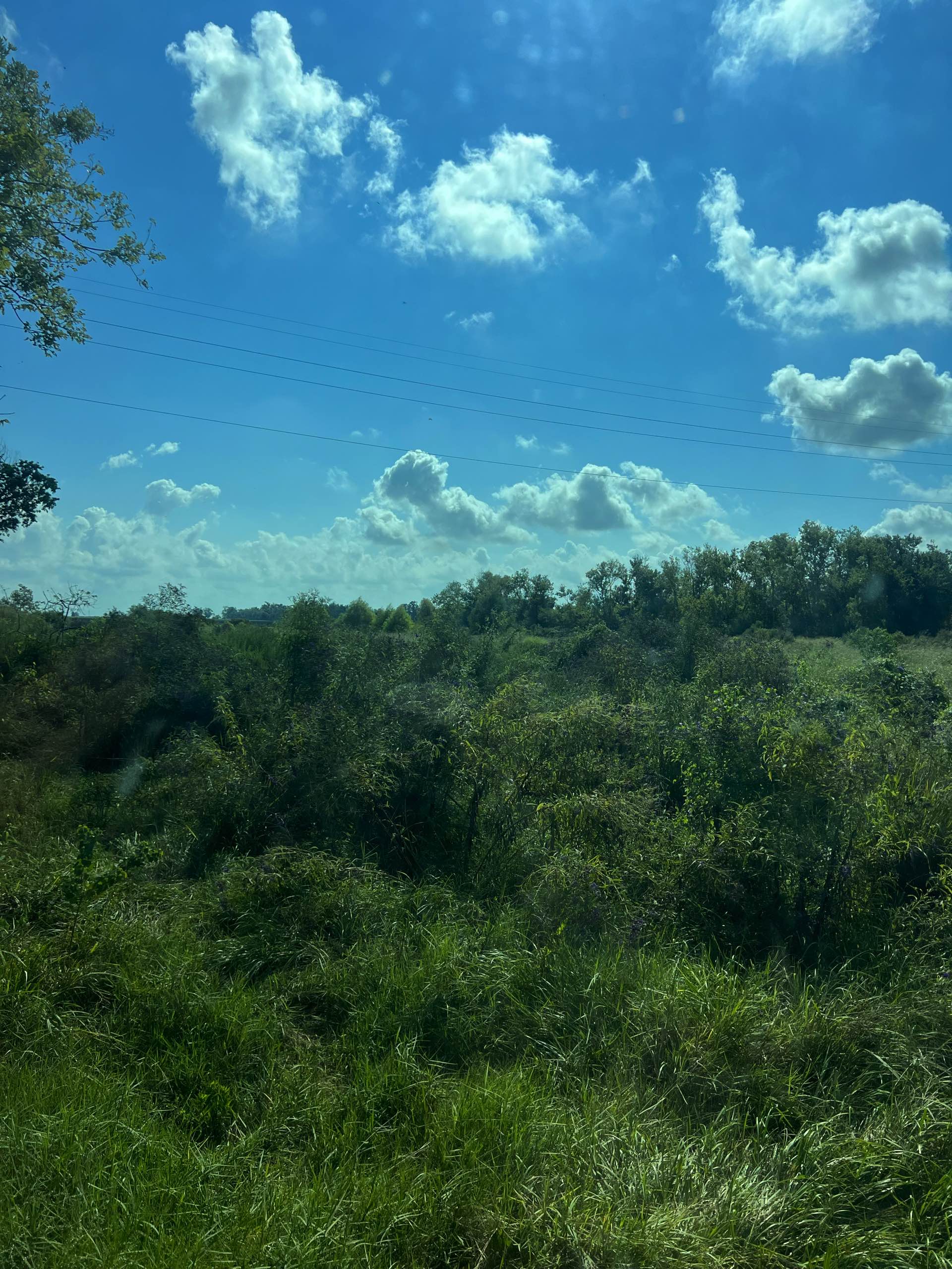 Bush hogging by CX3 — photo 37