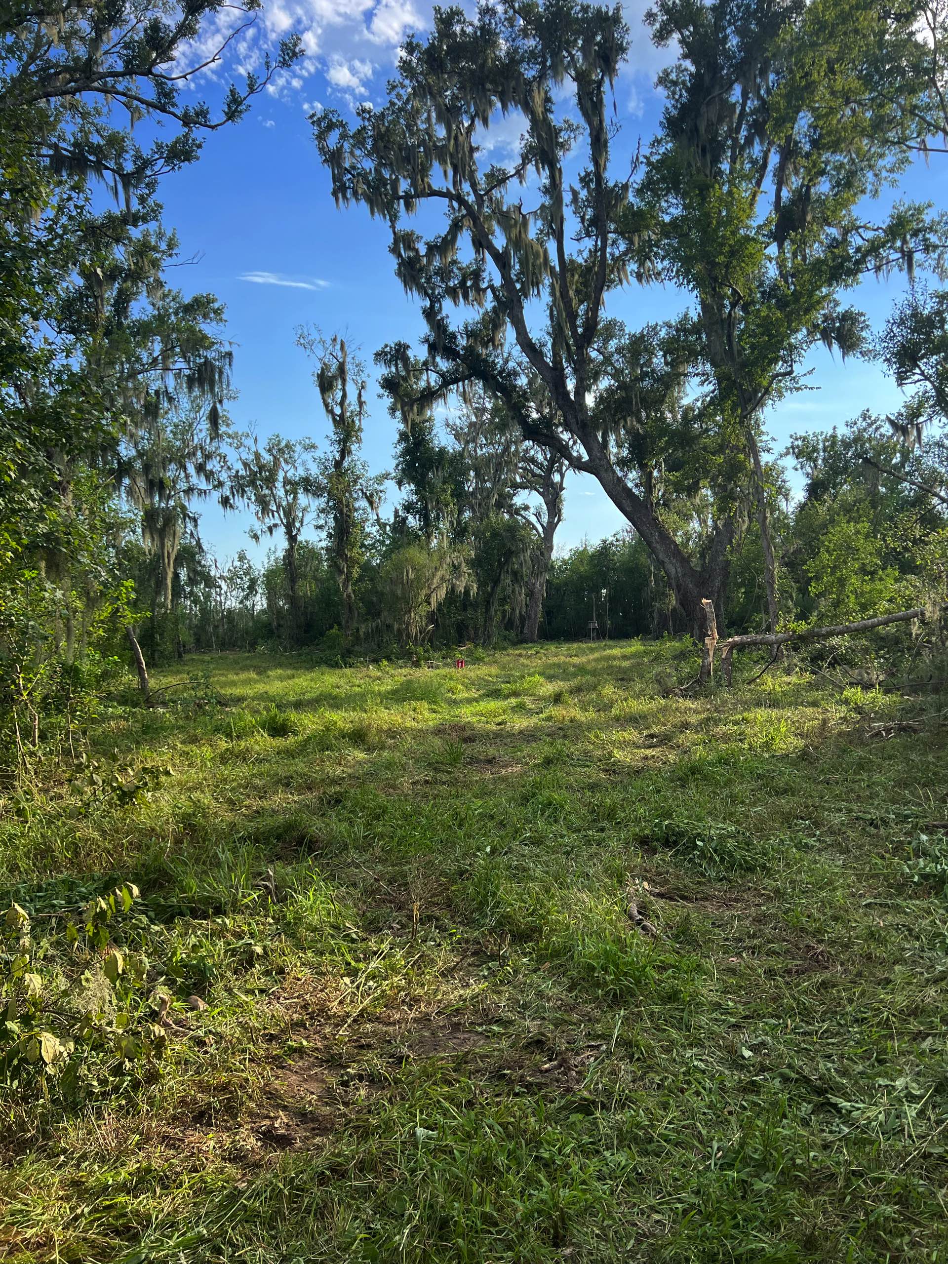 Bush hogging by CX3 — photo 9