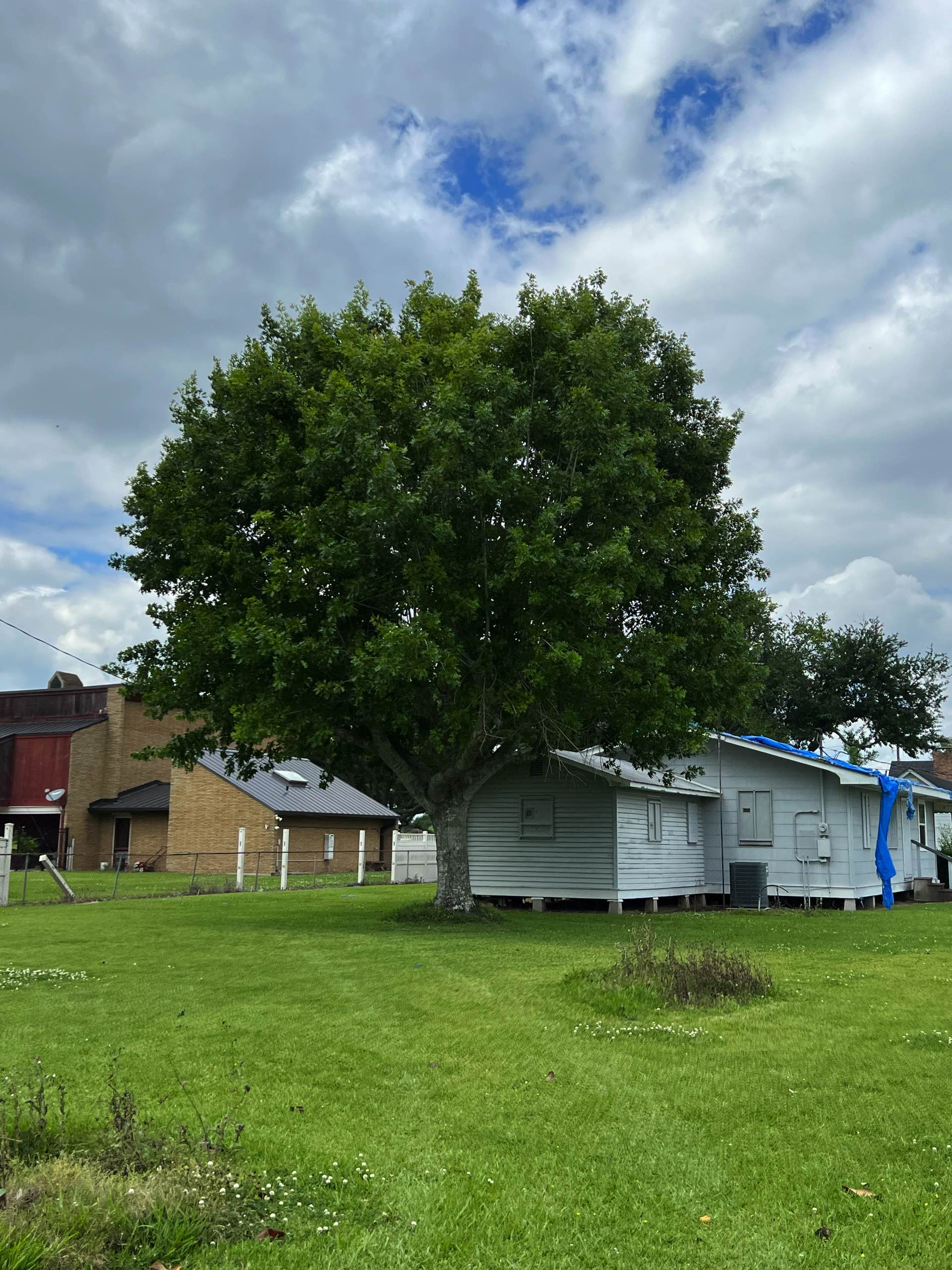 Tree removal by CX3 — photo 6