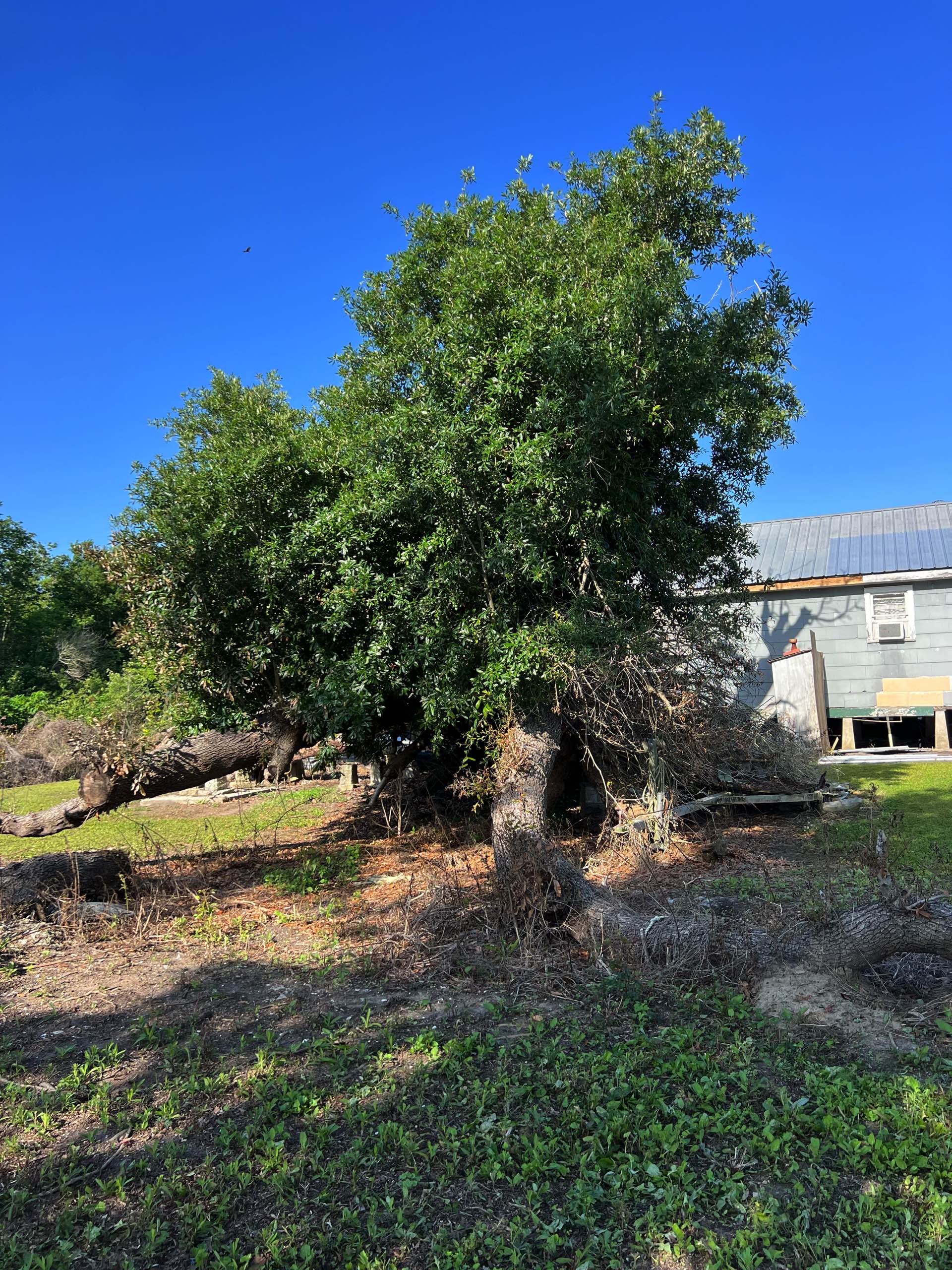 Tree removal by CX3 — photo 8