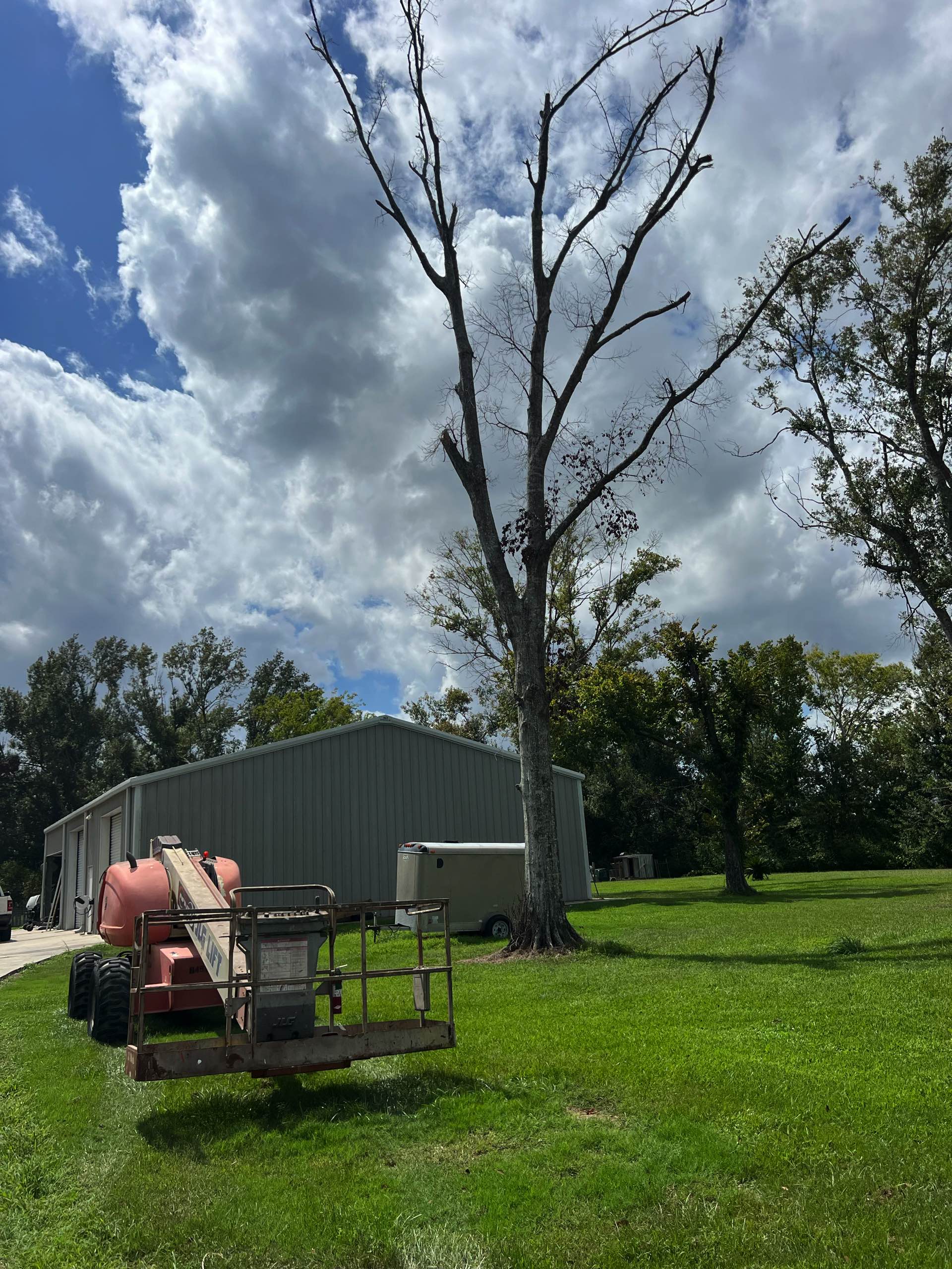 Tree trimming by CX3 — photo 2