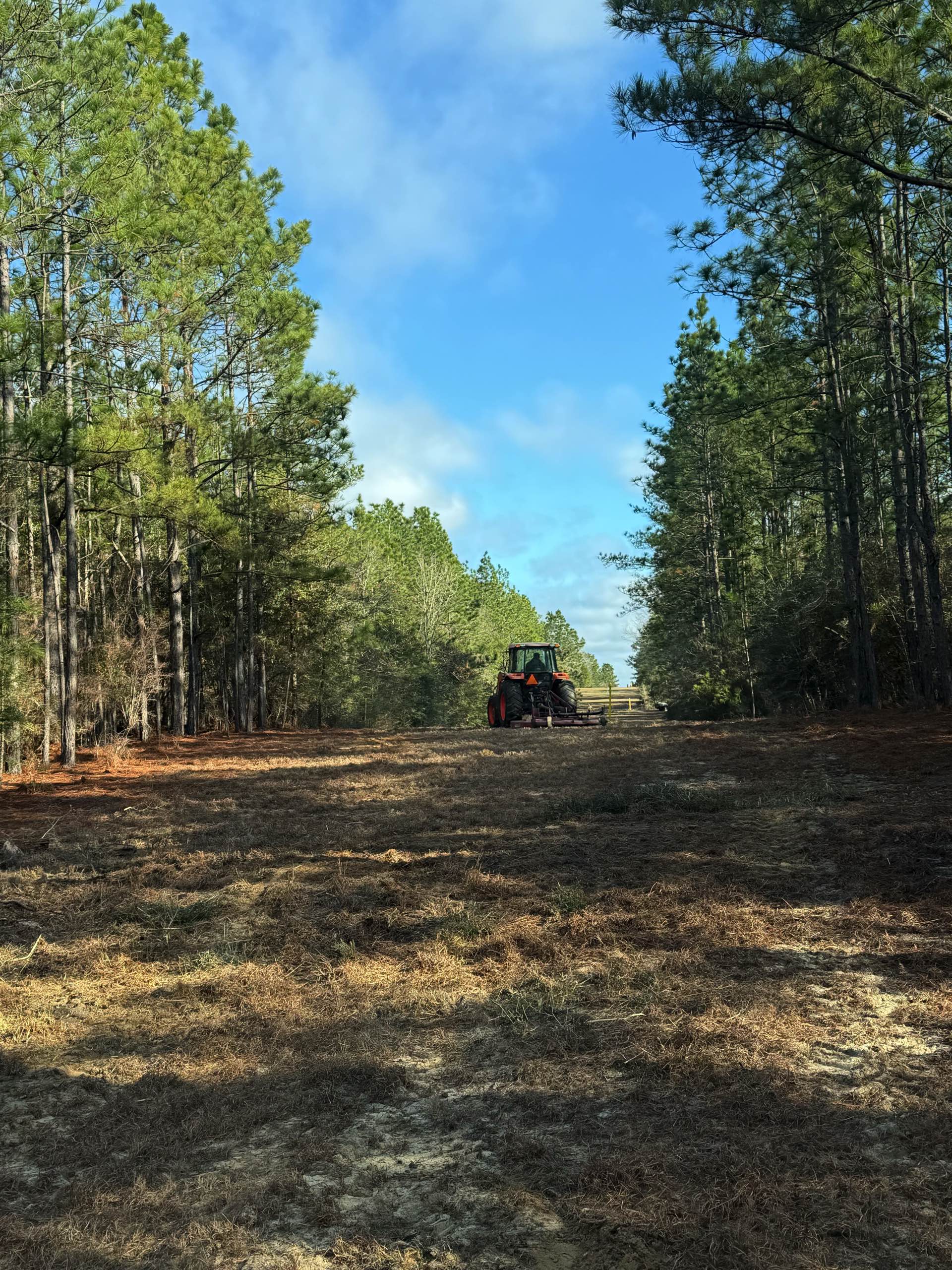 Tree trimming by CX3 — photo 4